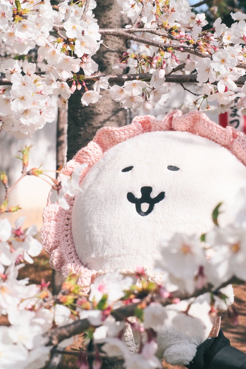 ふめポ (@kumahumepo) on Twitter photo 