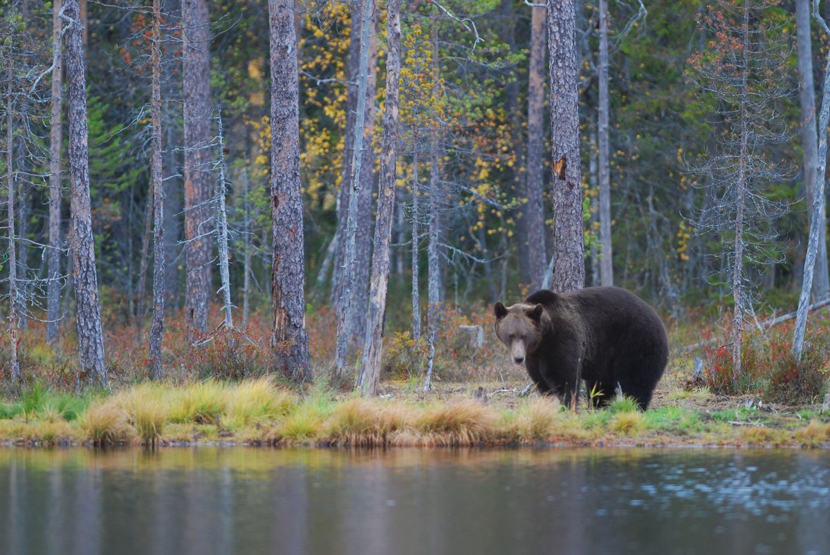 Cantabrian Brown Bear & Otter Research Group (@cantabrianbear) on Twitter photo Mating from a female perspective: Do
brown bear females play an active role in mate
searching?
The answer here link.springer.com/10.1186/s40462…
#bears #movement #females #mating
<a href="/ecoevol_MNCN/">Evolutionary Ecology</a> <a href="/mncn_csic/">Museo Nacional de Ciencias Naturales</a> <a href="/_IMIB_/">IMIB - Instituto Mixto Investigación Biodiversidad</a> <a href="/mariamardelgad1/">maria mar delgado</a> <a href="/Daniele92/">Daniele Falcinelli</a> <a href="/alezarzo/">Alejandra Zarzo Arias</a> <a href="/pinogarsan/">Pino Garcia Sanchez</a> Mating from a female perspective: Do
brown bear females play an active role in mate
searching?
The answer here link.springer.com/10.1186/s40462…
#bears #movement #females #mating
<a href="/ecoevol_MNCN/">Evolutionary Ecology</a> <a href="/mncn_csic/">Museo Nacional de Ciencias Naturales</a> <a href="/_IMIB_/">IMIB - Instituto Mixto Investigación Biodiversidad</a> <a href="/mariamardelgad1/">maria mar delgado</a> <a href="/Daniele92/">Daniele Falcinelli</a> <a href="/alezarzo/">Alejandra Zarzo Arias</a> <a href="/pinogarsan/">Pino Garcia Sanchez</a>