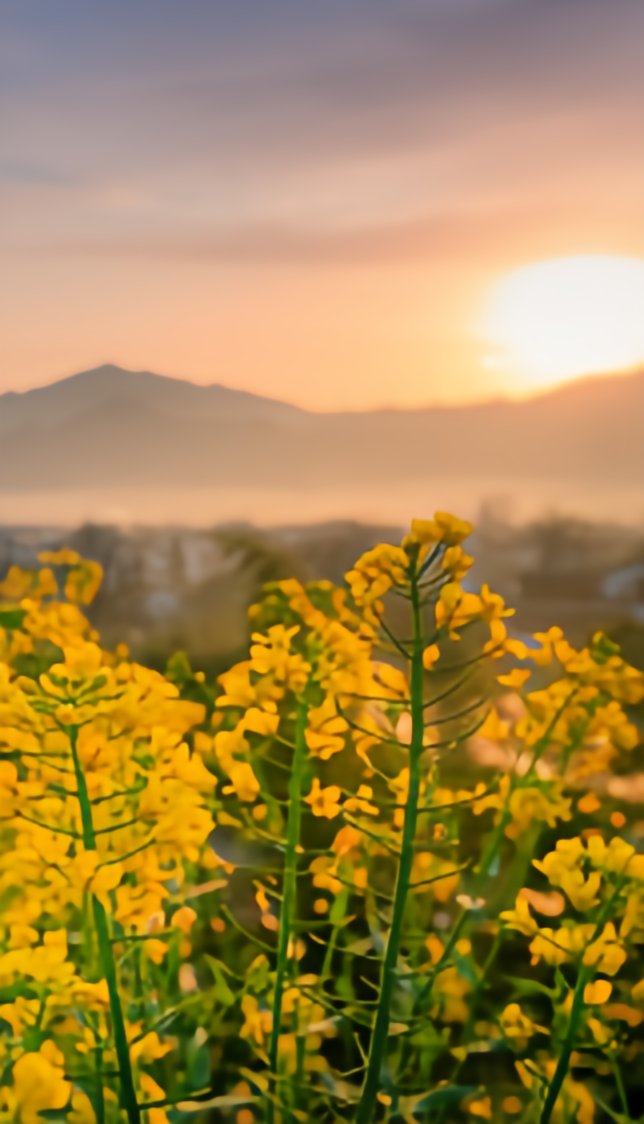 AnhuiTravel's tweet image. The spring breeze gently blows, and the rapeseed flowers on Huangshan Mountain have already bloomed, becoming the dazzling presence in this world. (Located in Huangshan City)
#SpringSky #AnhuiCity #FindElegantAH #VibrantAnhui #SouthernAnhui