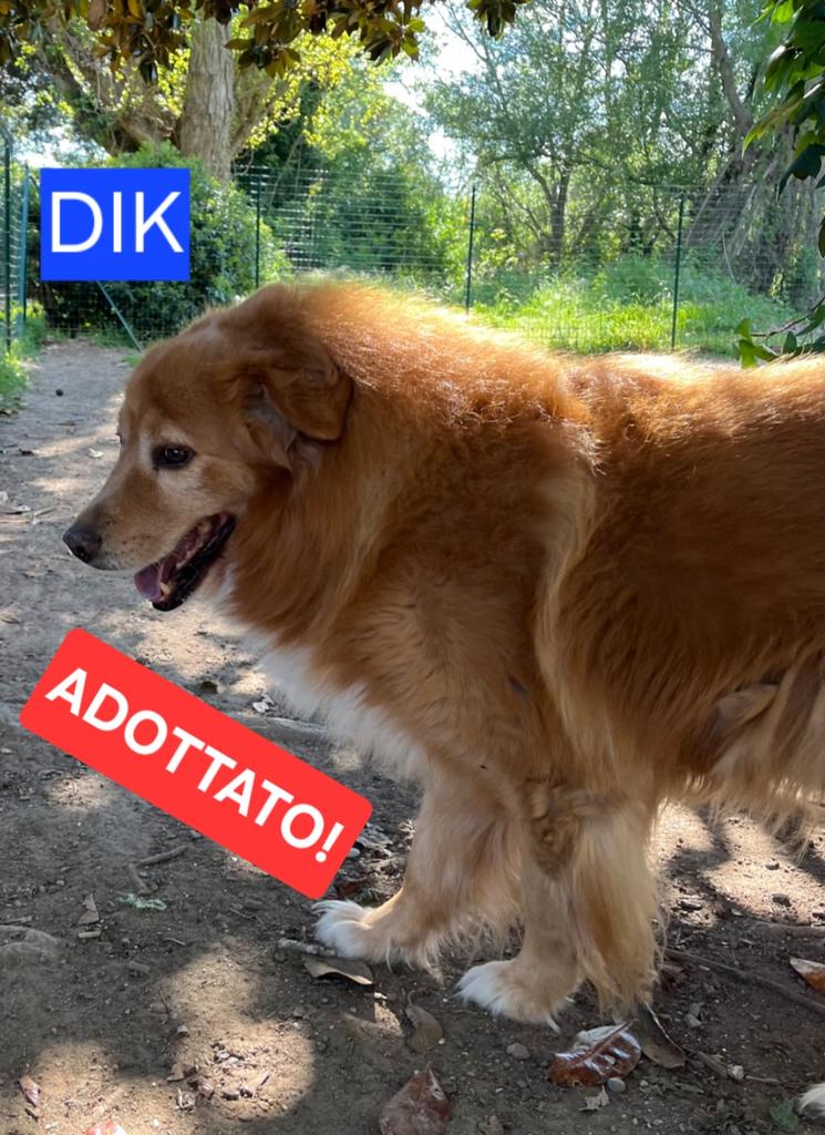 volaurentina's tweet image. Terza bella notizia.
Eri in canile da 10 anni, non ci credevamo più, pensavamo che fosse tramontata, ma invece era stata solo rimandata e hai trovato qualcuno che ti vuole bene.
Siamo felici di scrivere che anche DIK è stato adottato!
Grazie a tutti per le preziose condivisioni.