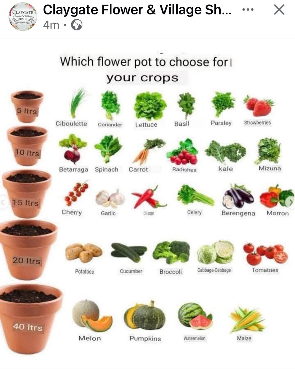 Which flower pot to choose for your crops