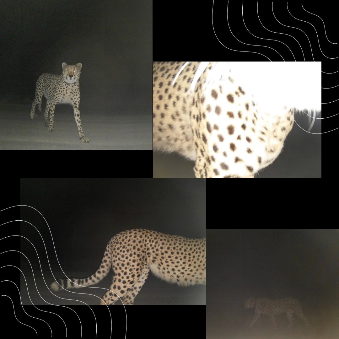 Cheetahs are primarily diurnal hunters, meaning they are most active during the day, particularly during dawn and dusk, but they can exhibit nocturnal activity, especially during periods of full moon or in response to extreme heat.

#gamedrives #wildlife #kznwildlife #kzn