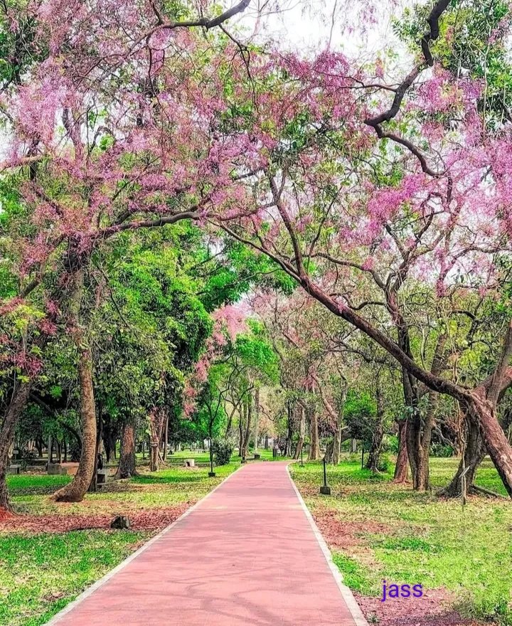 Swpon1's tweet photo. Pink Spring 🩷 https://t.co/McB6BDPNrw