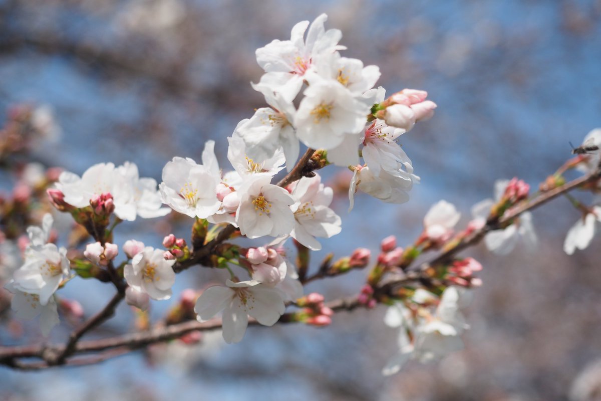 K31y233M22ktoT7's tweet photo. 先日の桜です🌸
#4月3日はフォーサーズの日を祝おう
#フォーサーズの日
#マイクロフォーサーズ
#omdem5mark2
#写真上手くなりたい https://t.co/npy6keiQfl