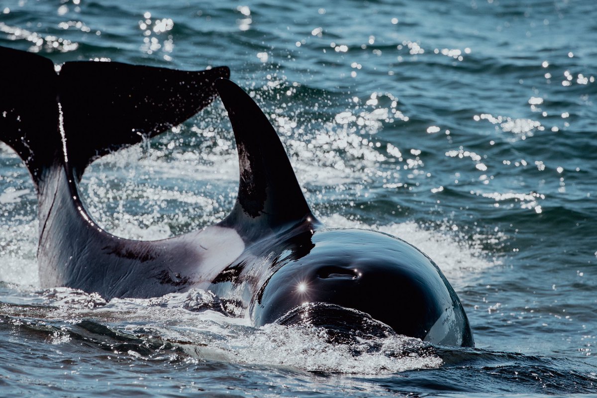 trevifede's tweet photo. Orca Season 2025 - Punta Norte - Patagonia Argentina 🇦🇷 #orcas #killerwhale #freeorca #wildlife #nature #canin #madryn #chubut #argentina #peninsulavaldes https://t.co/f5aMHZnUCf