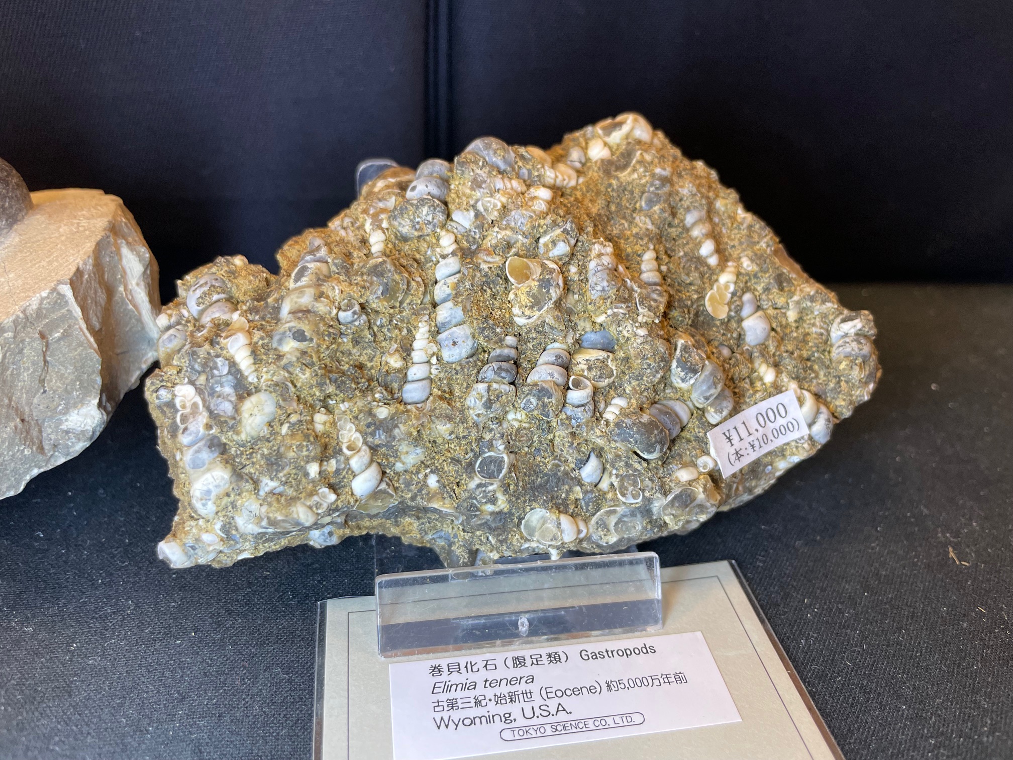 巻き貝始新世（約5千万年前）の化石