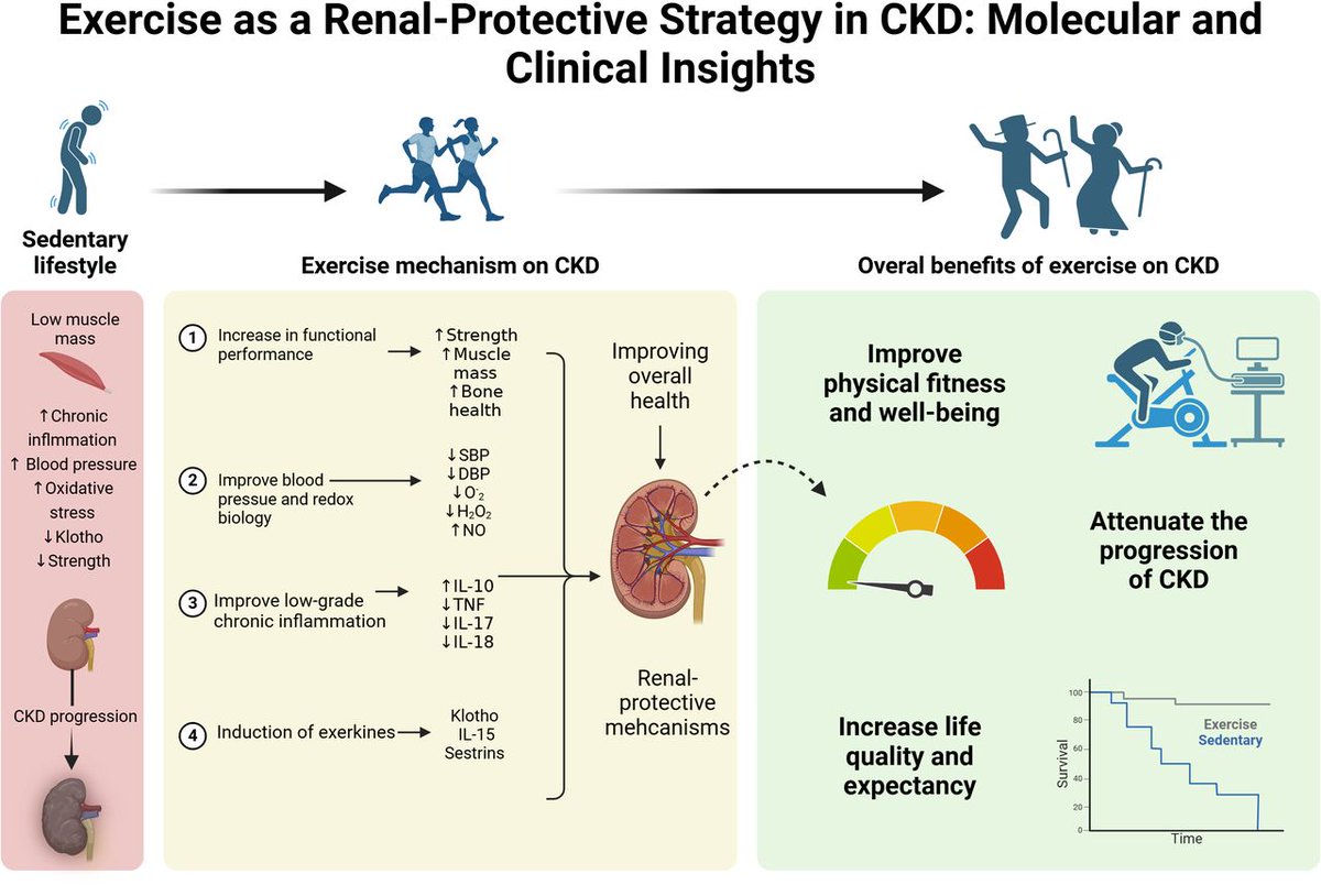 British Journal of Sports Medicine (BJSM) (@bjsm_bmj) on Twitter photo π£ Exercise as a renal-protective strategy
Slowing chronic kidney disease progression and optimising dialysis care β
NEW #PhDAcademyAward π
<a href="/hugodlcorrea/">Hugo L. CorrΓͺa</a>, <a href="/ThiagoRosa_17/">Thiago dos Santos Rosa</a> π
Read more β‘οΈ bit.ly/4l5BsmW π£ Exercise as a renal-protective strategy
Slowing chronic kidney disease progression and optimising dialysis care β
NEW #PhDAcademyAward π
<a href="/hugodlcorrea/">Hugo L. CorrΓͺa</a>, <a href="/ThiagoRosa_17/">Thiago dos Santos Rosa</a> π
Read more β‘οΈ bit.ly/4l5BsmW