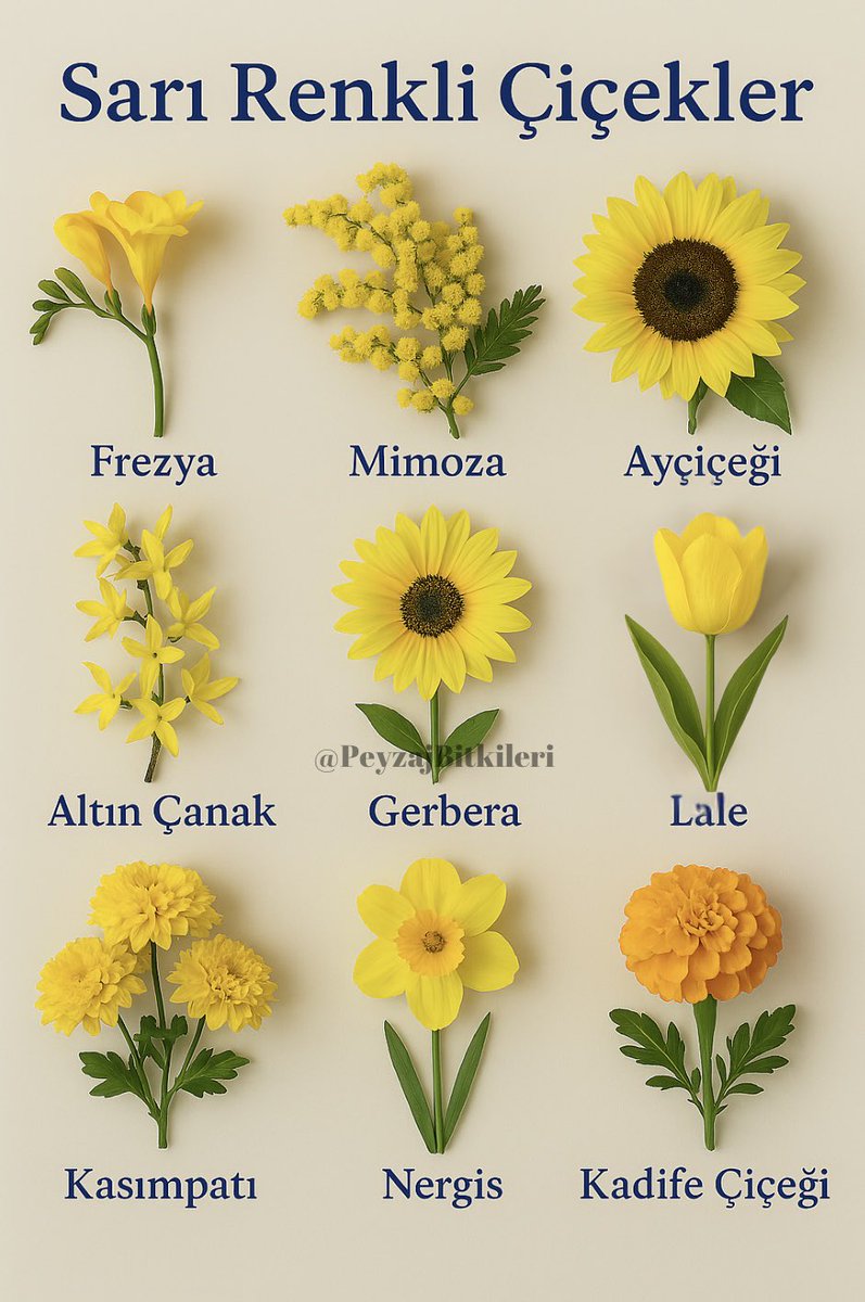 Sarı renkli çiçekler💛