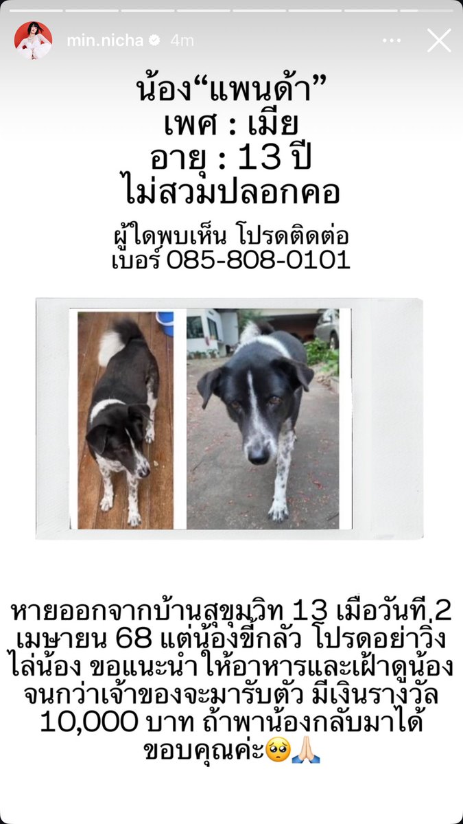 [IG STORY] 250403 min.nicha

น้องแพนด้า
เพศเมีย
อายุ 13 ปี
ไม่สวมปลอกคอ

ผู้ใดพบเห็น โปรดติดต่อเบอร์ 0858080101

#มินนี่ #MINNIE #민니 
#GIDLE #여자아이들