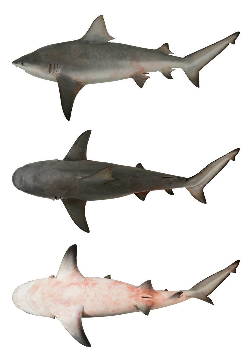 オオメジロザメ - البحث / X