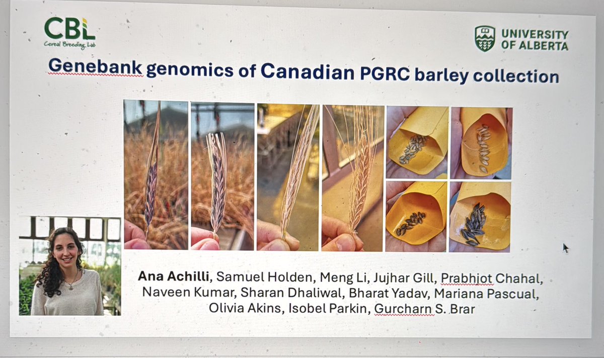 Gurcharn Singh Brar ਗੁਰਚਰਨ ਸਿੰਘ ਬਰਾੜ (@gurcharn_brar) on Twitter photo Thanks to Nils Stein & the #AGENT team for inviting me to share our barley genebank genomics work. Looking forward to our collaboration & all the exciting milestones we can achieve.<a href="/SaskBarley/">SaskBarley</a> <a href="/AlbertaGrains/">Alberta Grains</a> <a href="/mb_cropalliance/">Manitoba Crop Alliance</a> <a href="/westerngrains/">WGRF</a> <a href="/SKAgriculture/">Sask Agriculture</a> <a href="/analauraachilli/">Ana Laura Achilli</a> <a href="/CBL_UA/">UAlberta Cereal Breeding Lab (CBL)</a> Thanks to Nils Stein & the #AGENT team for inviting me to share our barley genebank genomics work. Looking forward to our collaboration & all the exciting milestones we can achieve.<a href="/SaskBarley/">SaskBarley</a> <a href="/AlbertaGrains/">Alberta Grains</a> <a href="/mb_cropalliance/">Manitoba Crop Alliance</a> <a href="/westerngrains/">WGRF</a> <a href="/SKAgriculture/">Sask Agriculture</a> <a href="/analauraachilli/">Ana Laura Achilli</a> <a href="/CBL_UA/">UAlberta Cereal Breeding Lab (CBL)</a>
