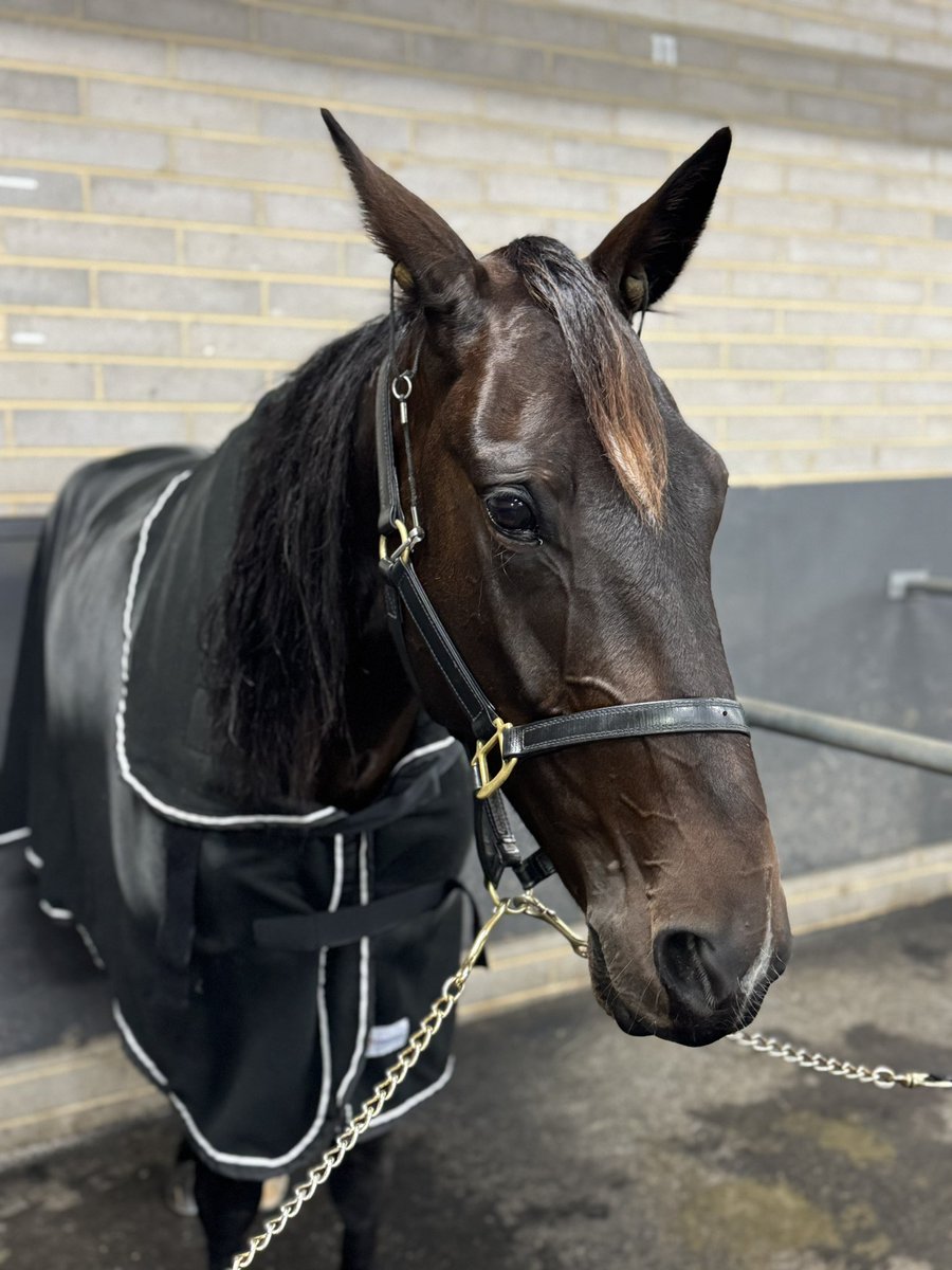 CHASING REX (Betting Line - Viva Safari) keeps the good times rolling with a win in the Natures Cargo Pace at Ballarat.