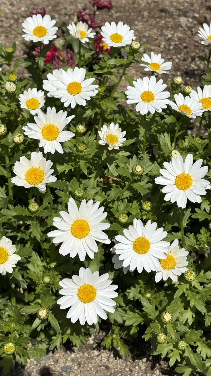 __ninjim's tweet photo. 春だね〜🌸 https://t.co/I3rwj1X74F