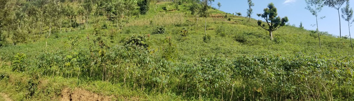 Elie SINAYITUTSE (@mothernature_es) on Twitter photo Read more about the restoration work of <a href="/nature_rwanda/">Nature Rwanda</a> to support both landscape and community climate resilience in <a href="/RusiziDistrict/">Rusizi District</a>. The applied approaches are a clear roadmap to sustainable ecosystems and lives of communities.
👉birdlife.org/news/2025/03/2…
WE'RE RESTORE CHAMPIONS! Read more about the restoration work of <a href="/nature_rwanda/">Nature Rwanda</a> to support both landscape and community climate resilience in <a href="/RusiziDistrict/">Rusizi District</a>. The applied approaches are a clear roadmap to sustainable ecosystems and lives of communities.
👉birdlife.org/news/2025/03/2…
WE'RE RESTORE CHAMPIONS!