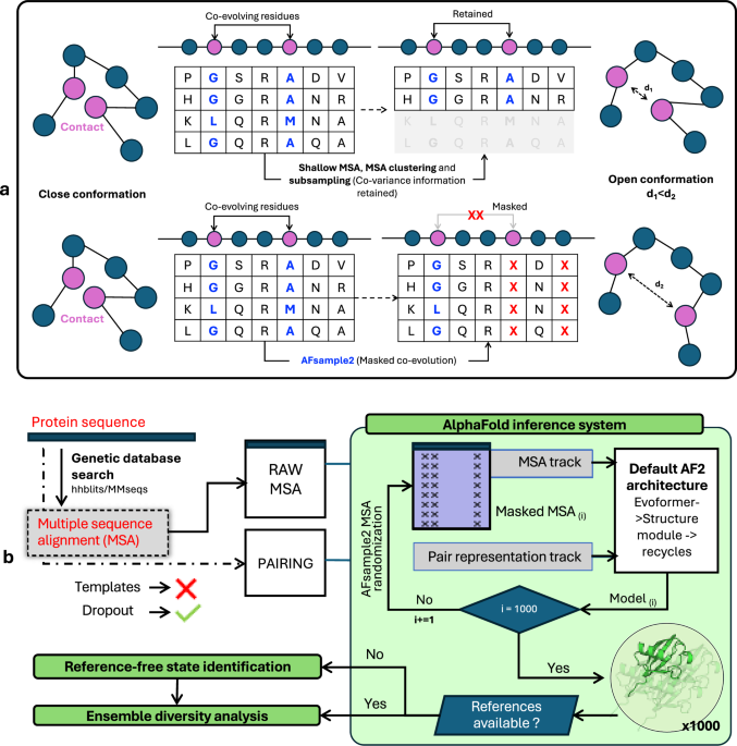 AFsample2 predicts multiple conformations and ensembles with AlphaFold2: Communications Biology, Published online: 05 March 2025; doi:10.1038/s42003-025-07791-9AFsample2 improves sampling in AlphaFold, offering structural insights into proteins with… nature.com/articles/s4200…