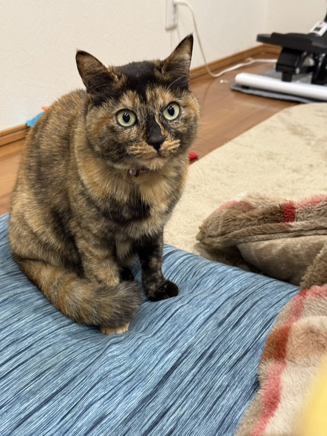 こもも子猫 丁寧じゃない暮らし。もも子 on X: