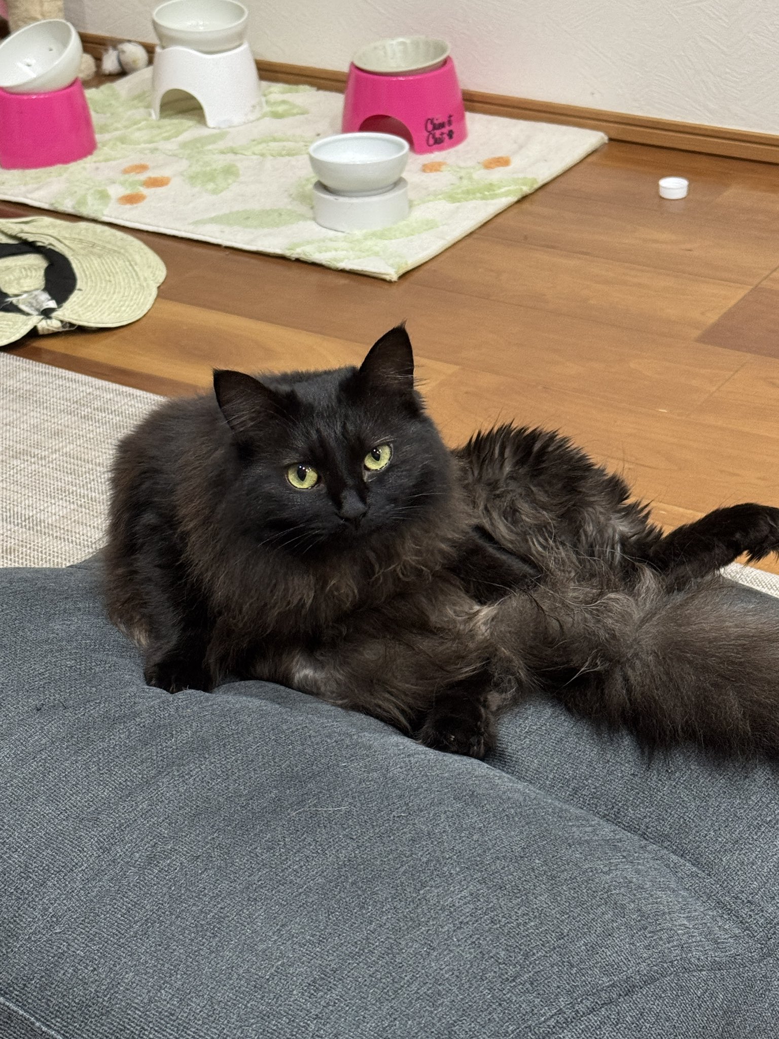 こもも子猫 丁寧じゃない暮らし。もも子 on X: 