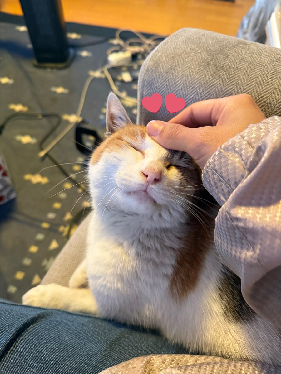 船橋開催3日目です🐴

本日は出走する馬がいませんでした。

昨日はエポカデルソーレ号、フォクシー号が見事勝利しました🏅✨
今日は写真の撮影が出来なかったので、後日また紹介できたらと思います😊

休憩所でおやつをもらってご機嫌なミケちゃんです😽