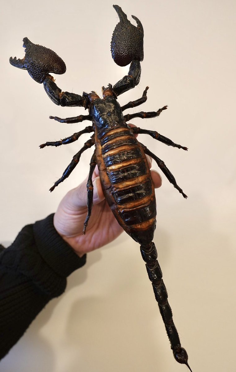 サソリ Androctonus sp ？※ラベル無し 標本 外国産甲虫類いろいろ