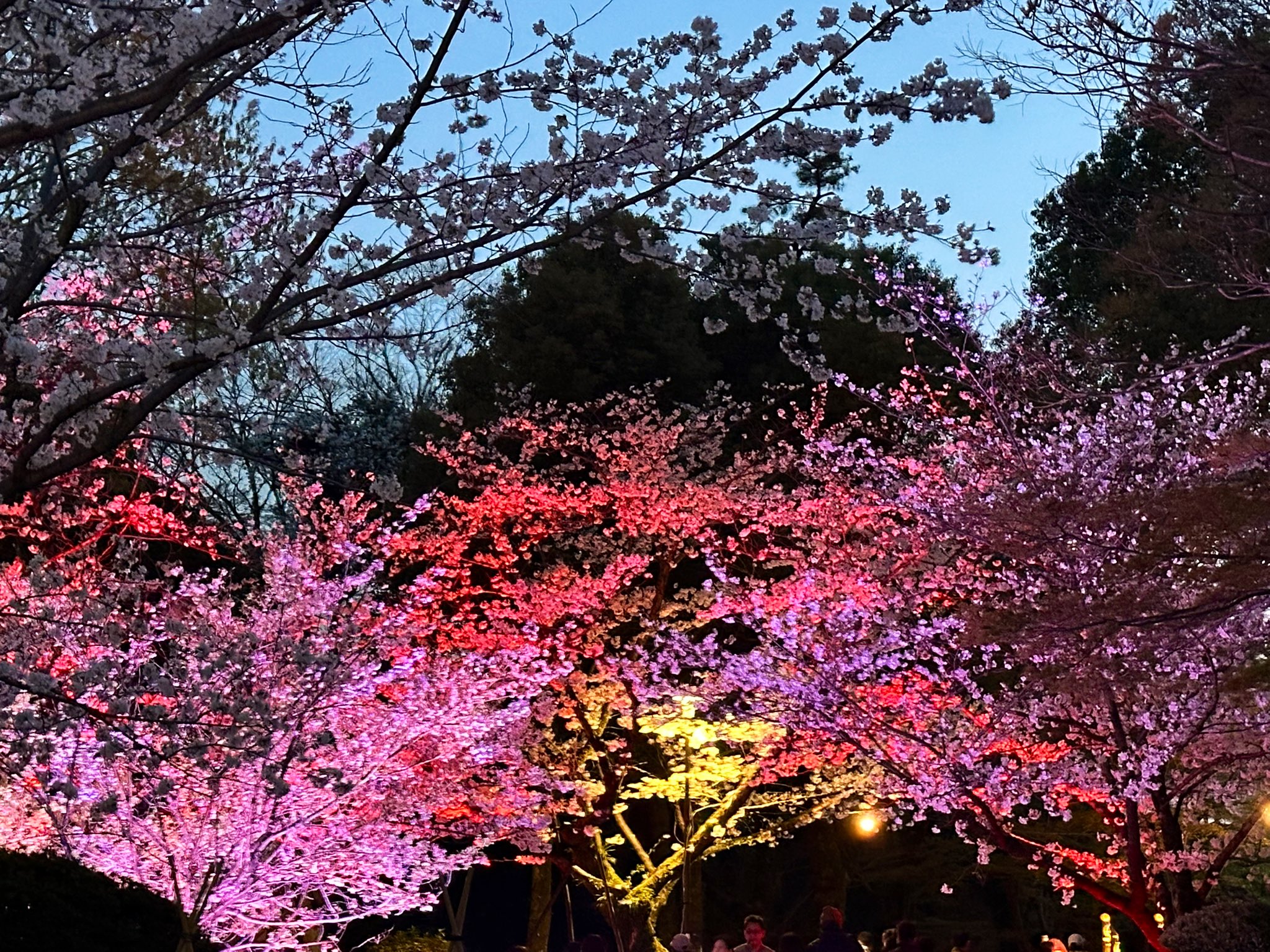 ❄️🌸雪降る桜神宮が幻想的🌸 Snow-covered Sakura Jingu is a
