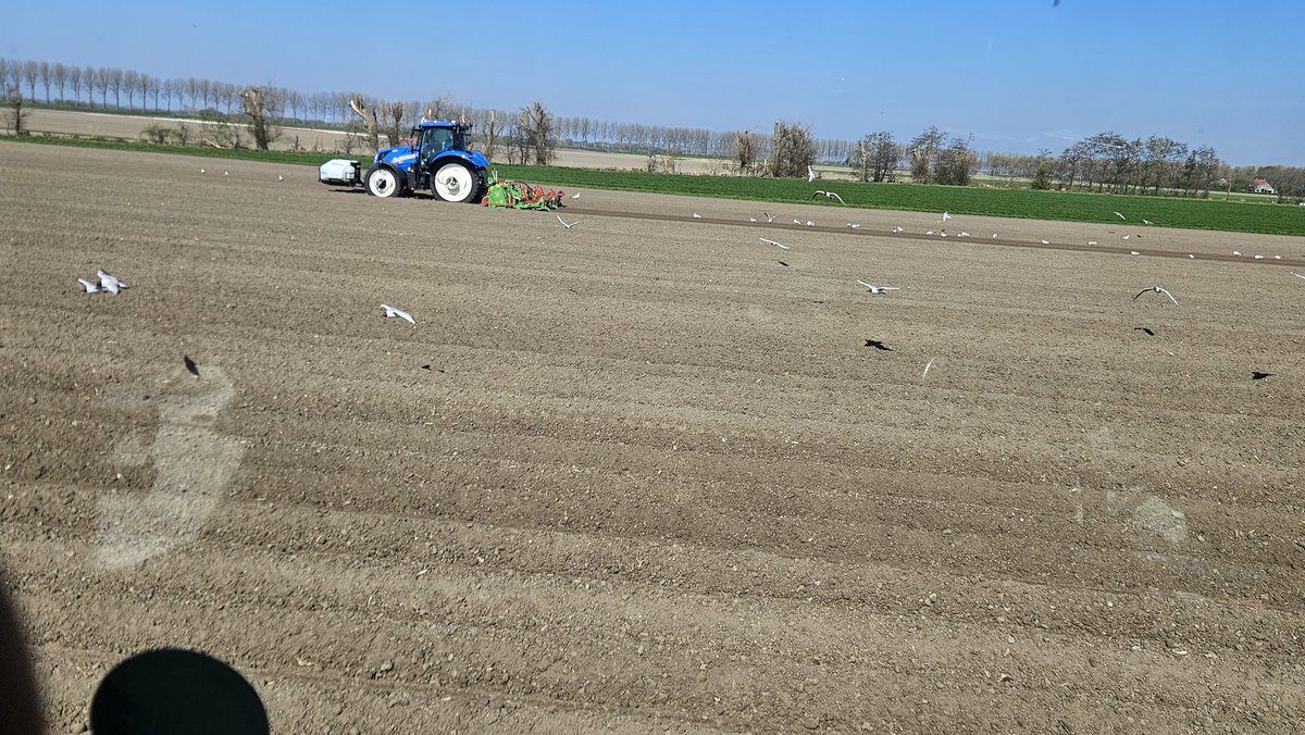 Wat een verschil met vorig jaar. Nu poten en kort erachteraan frezen niet om klaar te zijn voor de regen zoals 2024, maar om vocht en temperatuur maar vast te houden.
