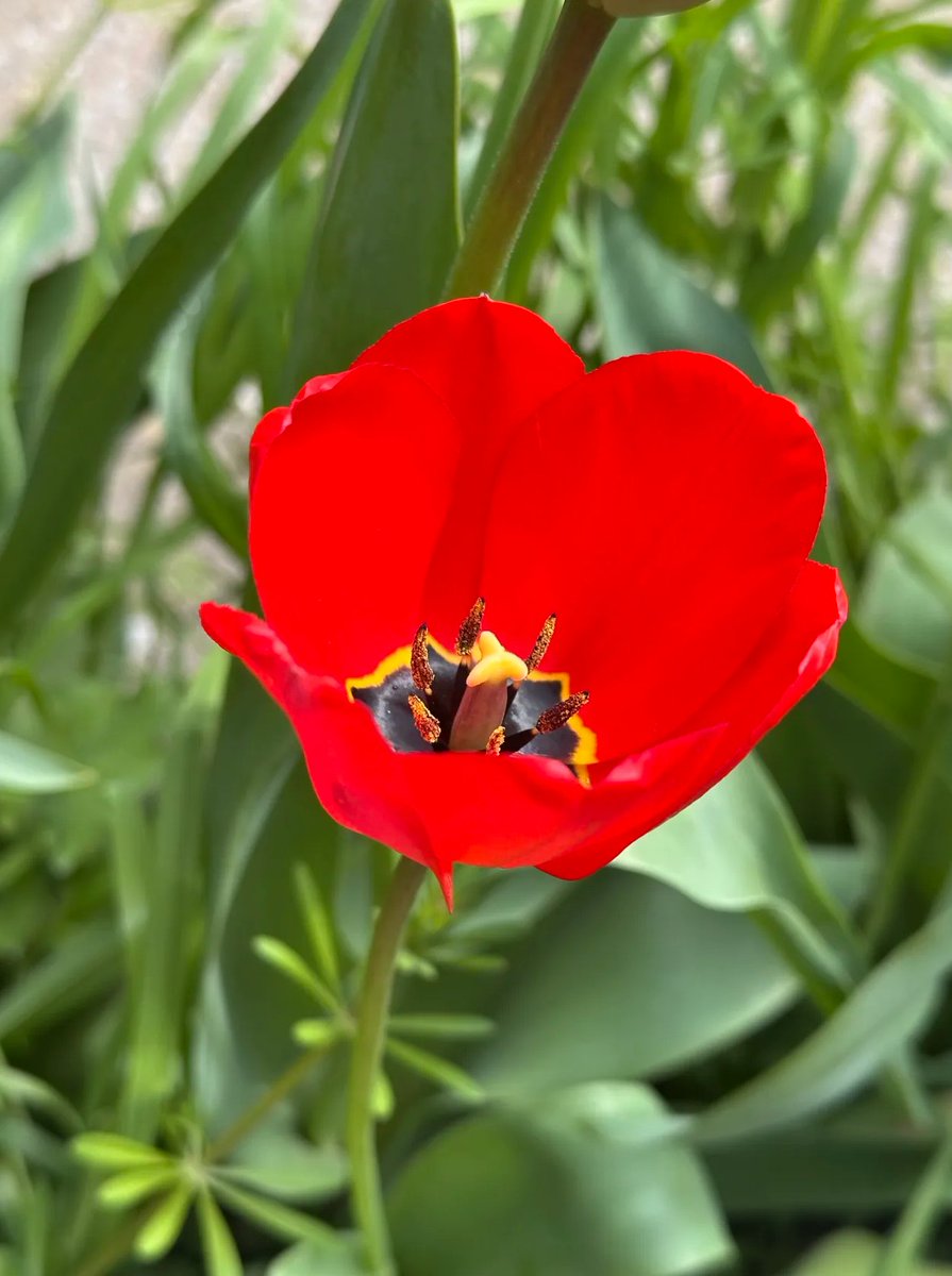 the tulips are starting to open