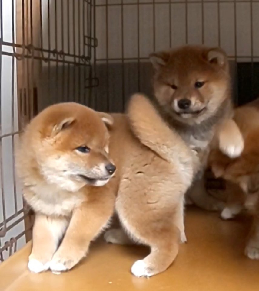 柴犬専門！海田犬舎（日本犬保存会） tweet media