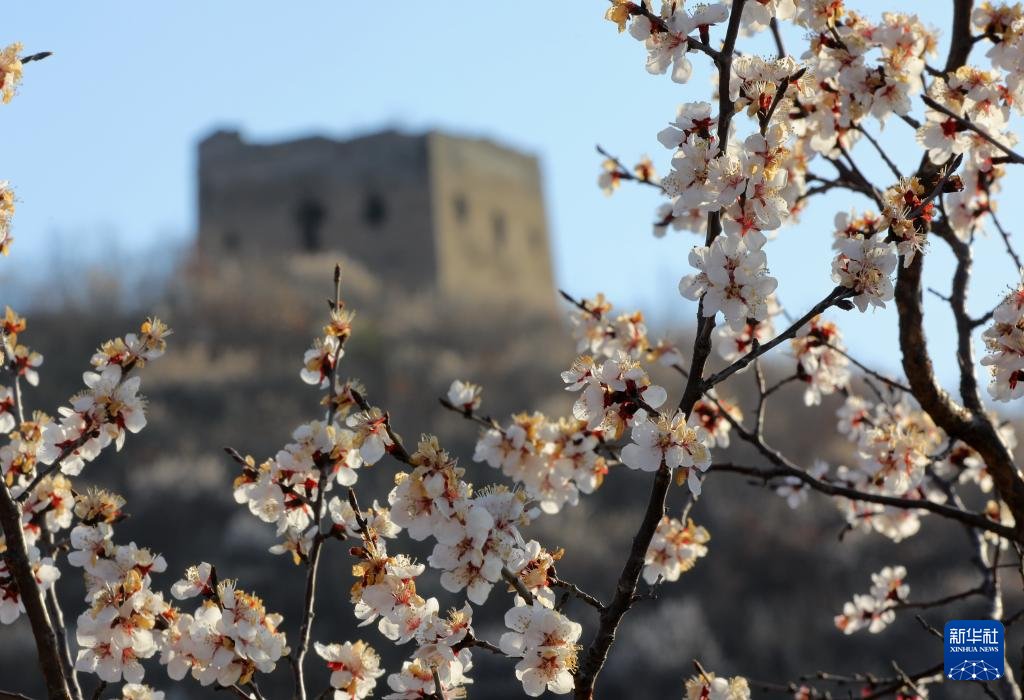 【河北秦皇島：春到長城花爛漫】
近日，在 #中國 #河北省 秦皇島市海港區，#長城 兩側的杏花相繼開放，勾勒出一幅充滿詩情畫意的 #春日 畫卷。