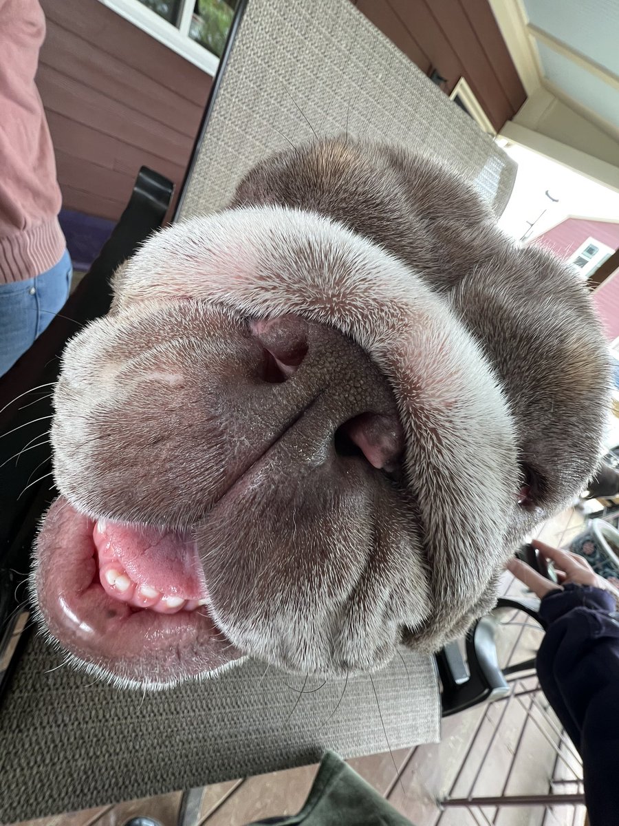 I took the funniest pic of Chip yesterday
