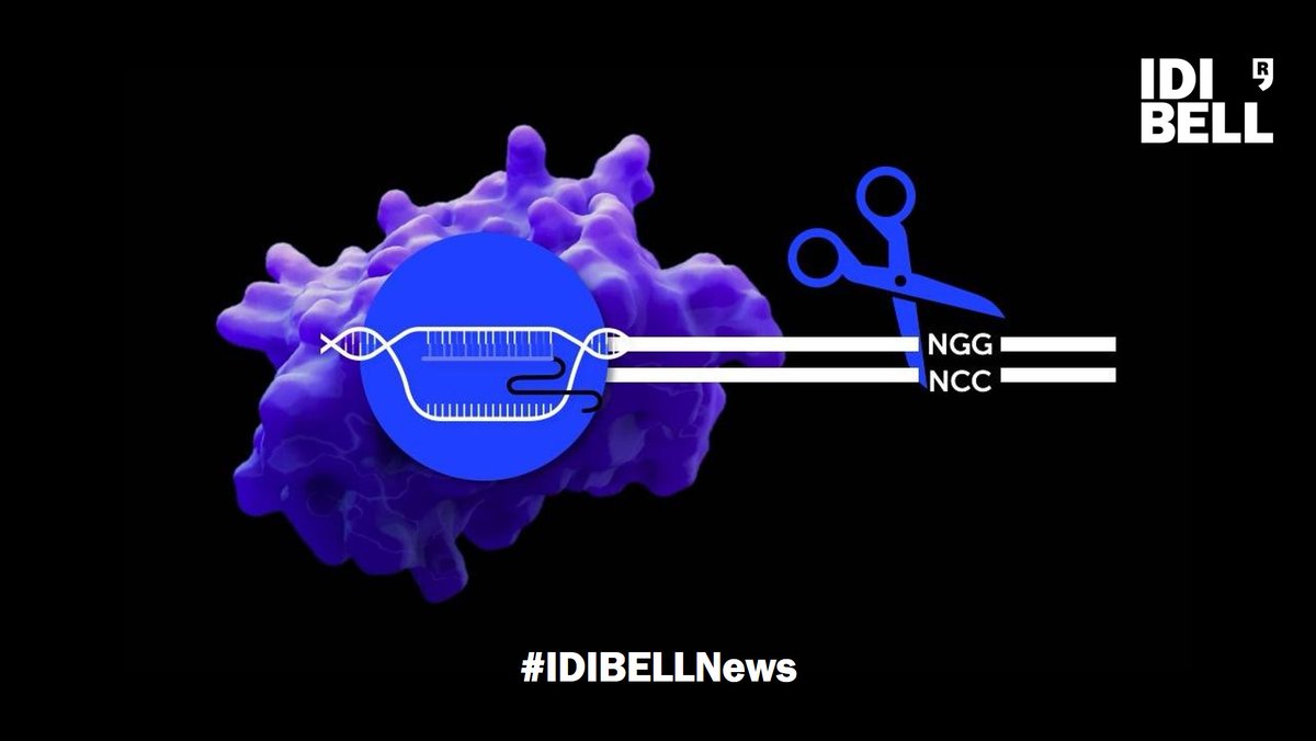 Two new gene-editing tools🧬have been created from microorganisms of the bottom of the ocean🌊: Asterix and Obelix's CRISPR!

The new tools✂️are highly efficient, operate at colder temperatures, and appear to be more specific than CRISPR-Cas9

👉Know more: idibell.cat/en/2025/04/two…