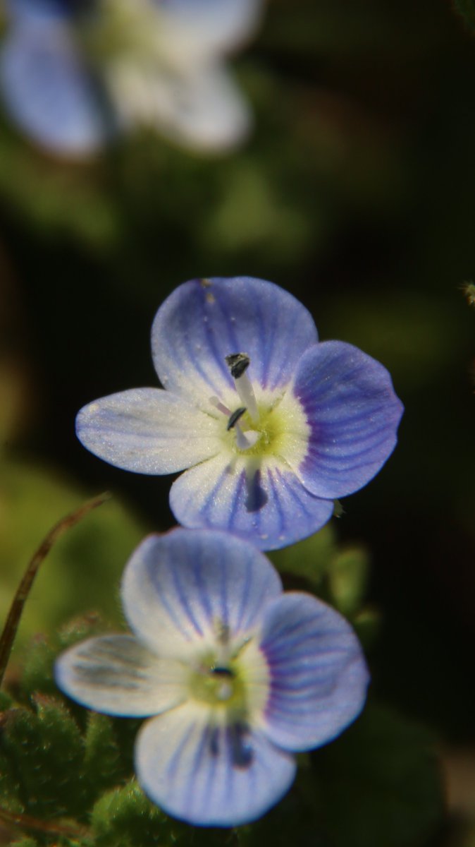gontanokoneroku's tweet photo. Birdeye speedwell 😯
#VeronicaPersica #BirdsEye #BirdeyeSpeedwell https://t.co/ymjxVALWha