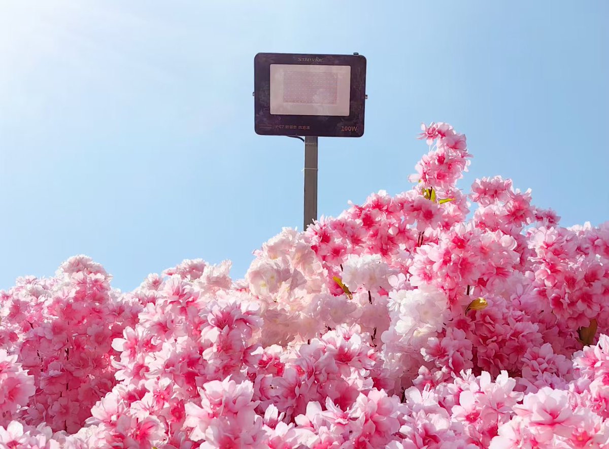 The #Tianjin Wudadao #crabapplefire Flower Festival is about to begin.  
The sea of crabapple blossoms all over the ground is such a feast for the eyes!