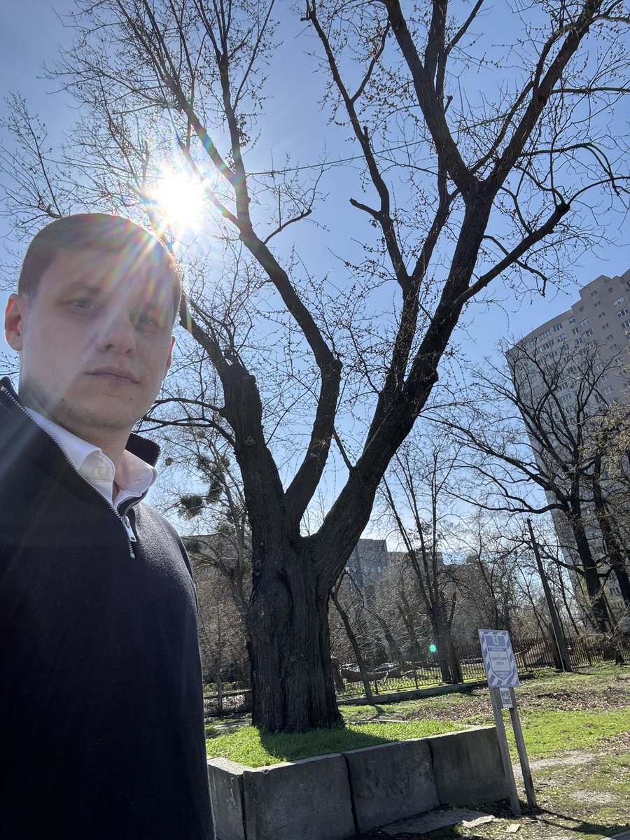 Знаменитий вже Святошинський клен без шифера, який врятував ділянку від земельного дерибану.