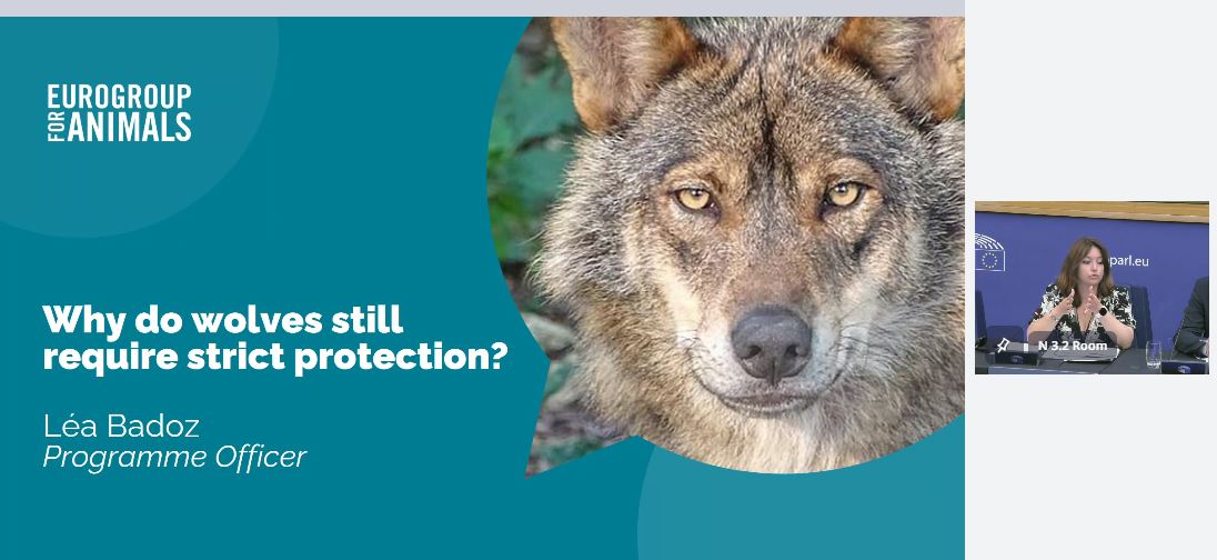 Intergroup on Welfare and Conservation of Animals tweet media