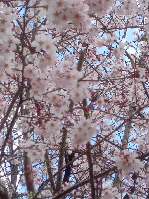 そういえば今日桜見に行きました