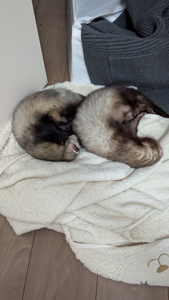 Netherlands0523's tweet image. こんなところにエビ落としたの誰🍤