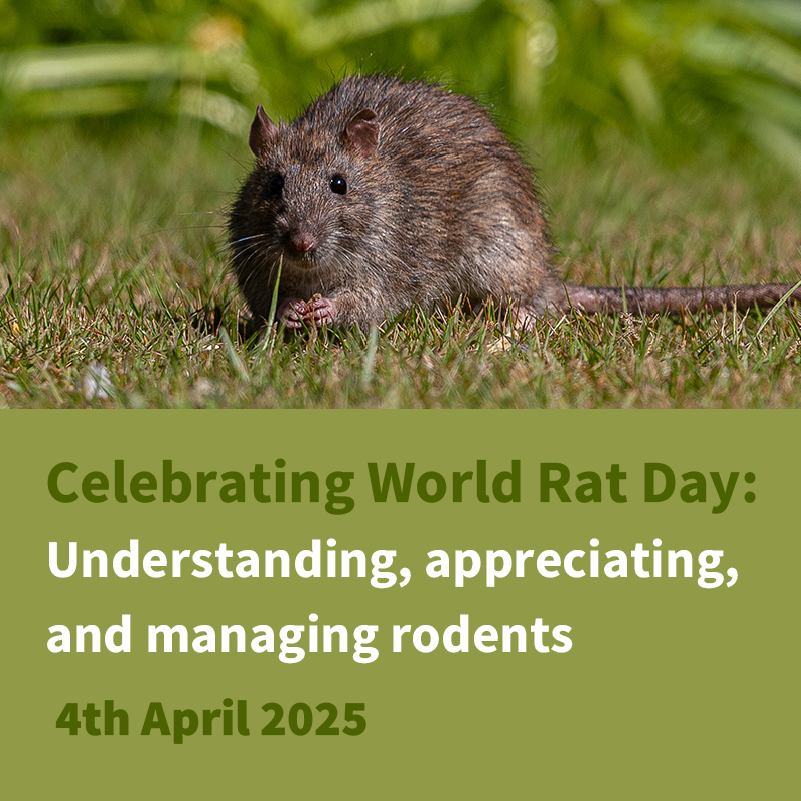 🚨 24 Hours to Go! Don’t Miss Our Exclusive World Rat Day Webinar! 🚨

Join us tomorrow for an insightful session on rat behavior, movement patterns, and best practices for effective control.

📩 Register today! ow.ly/Cxiu50Vs61B

#WorldRatDay #PestControl #RodentManagement