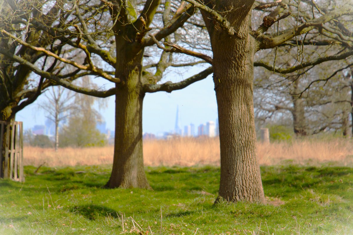 N19Matty's tweet image. Richmond Park with The City featured in Pic 2...