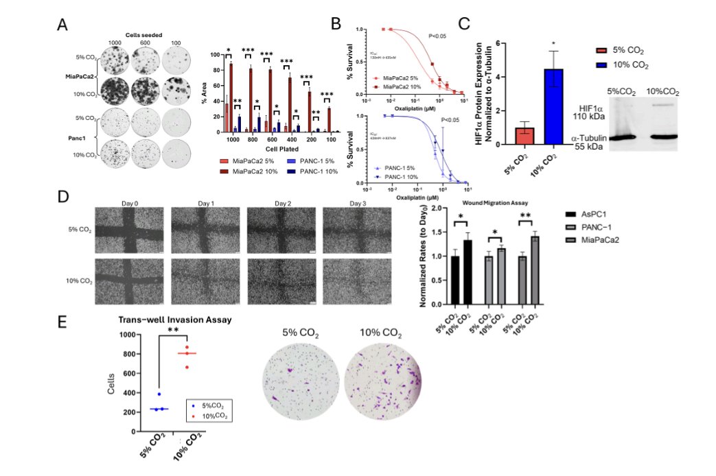 Nitzan.Zohar🎗️ (@nitzanzohar) on Twitter photo I'm proud to share our new paper, now on #IJMS! This one concludes two years exploring hypercapnia in #PDAC Cells, leading to the identification of #SIAH3 as a target with clinical relevance as a prognostic factor.
All praise to the team at <a href="/JEFFsurgery/">Jefferson Surgery</a>
lnkd.in/emhTN-gm I'm proud to share our new paper, now on #IJMS! This one concludes two years exploring hypercapnia in #PDAC Cells, leading to the identification of #SIAH3 as a target with clinical relevance as a prognostic factor.
All praise to the team at <a href="/JEFFsurgery/">Jefferson Surgery</a>
lnkd.in/emhTN-gm