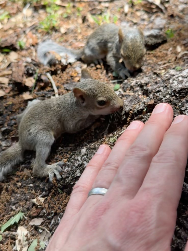1CryptoCoach's tweet photo. @SquirrelMove @leap_wallet @CryptoGoesViral @Demigod_ik @PaulDGhost @xwyrmmove What a day!  Saved these babies and won a WL💛 https://t.co/BtqizkGCiB