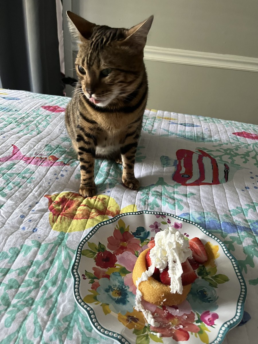 🎂 Im 5 today! 

#TeamBengal #XCats #CatsOnX #Birthday