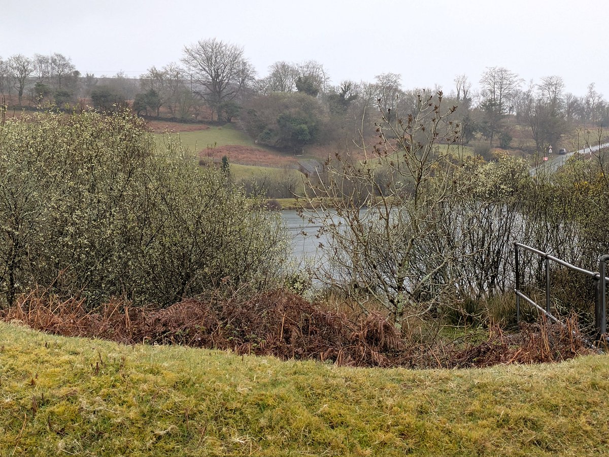 About 20 Swallow and 5 Sand Martin feeding in the rain over the pools below Crownhill Down. #patchbirding #birding #birds