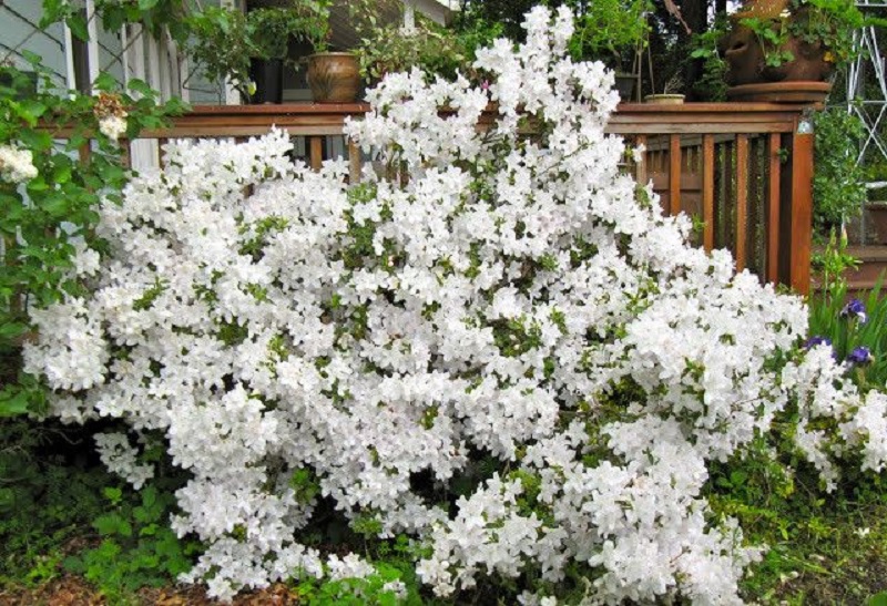 320SilverLake's tweet photo. 🌸 Brighten up your garden with the stunning Azalea x 'Girard's Pleasant White'! This beauty boasts elegant white blooms and a fresh, soft fragrance. Perfect for adding a touch of elegance to your landscape. 🌿 #Gardening #Azalea #FlowerPower #PlantLovers #SpringBlossoms https://t.co/2nGD3ao3nz