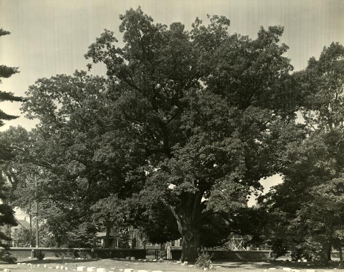 Today is Arbor Day! New Jersey’s state tree is the Northern Red Oak, pictured here in Salem County [FWPNW026]