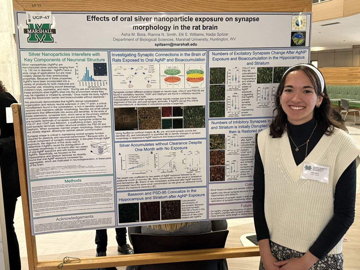 Congratulations to Asha Bora who gave a presentation today in the Memorial Student Center on her research project - Effects of Silver Nanoparticle Exposure on Synaptic Morphology!