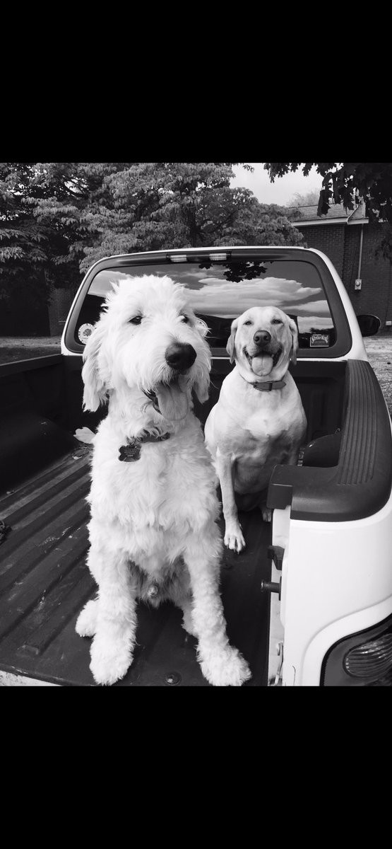 JeffBoddaGetta's tweet photo. Coop our Golden Doodle passed over the Rainbow 🌈  Bridge 
He sure was a good pup
We are really going to miss him
This one is going to be tough
He loved to ride especially in my truck and head out the sunroof
🙏🐾💔 https://t.co/3AB8NuZ9g0