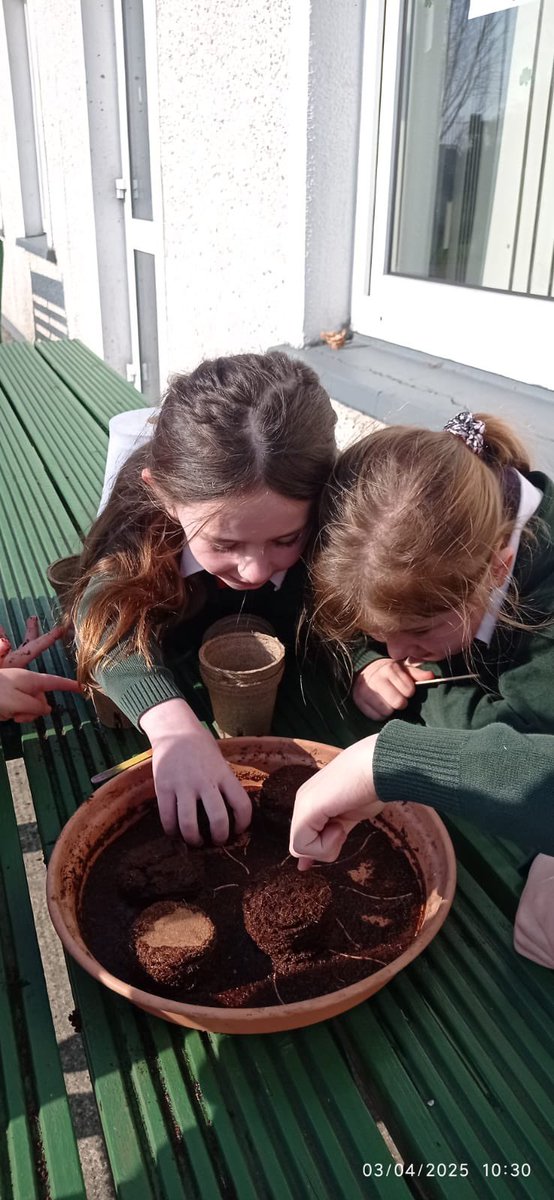 rangeibhlin1's tweet photo. Bhí am álainn againn inniu faoi theas na gréine , ag cur síolta. Chuireamar síolta Bláth na Gréine agus táimid sceitimíneach faoin gcéad céim eile! 🌻🌻🌻🌞🌞@GaelscoilAU https://t.co/cx72Wbk3uB