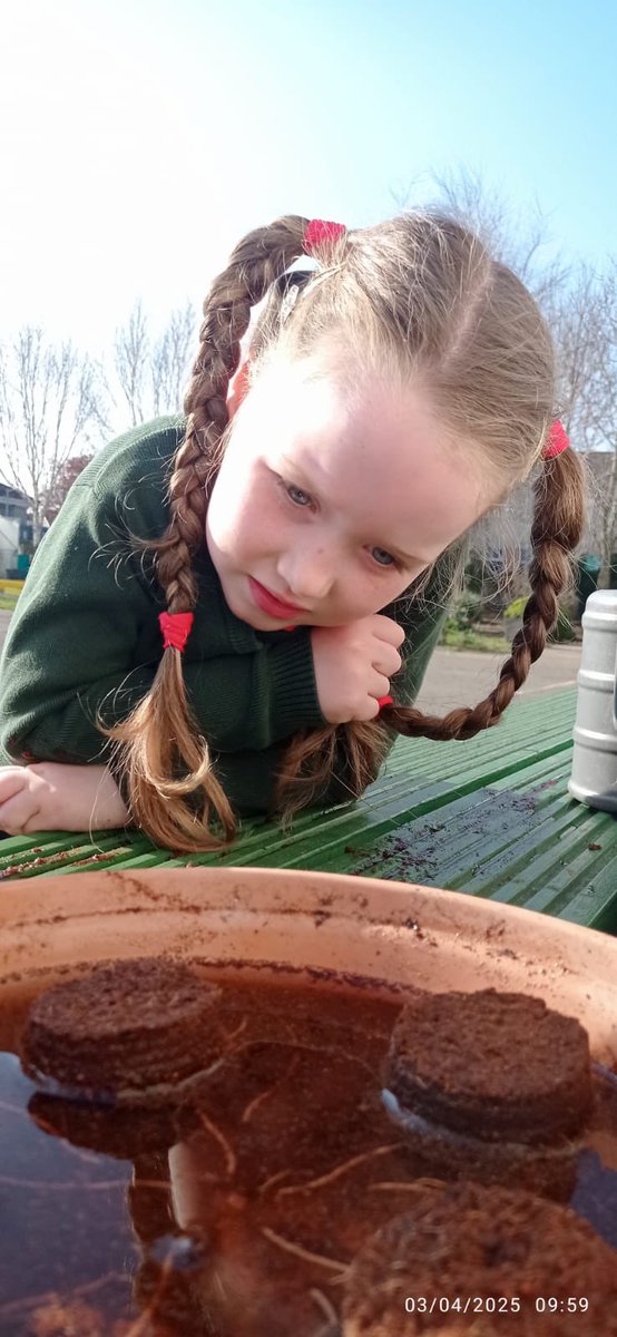 rangeibhlin1's tweet photo. Bhí am álainn againn inniu faoi theas na gréine , ag cur síolta. Chuireamar síolta Bláth na Gréine agus táimid sceitimíneach faoin gcéad céim eile! 🌻🌻🌻🌞🌞@GaelscoilAU https://t.co/cx72Wbk3uB