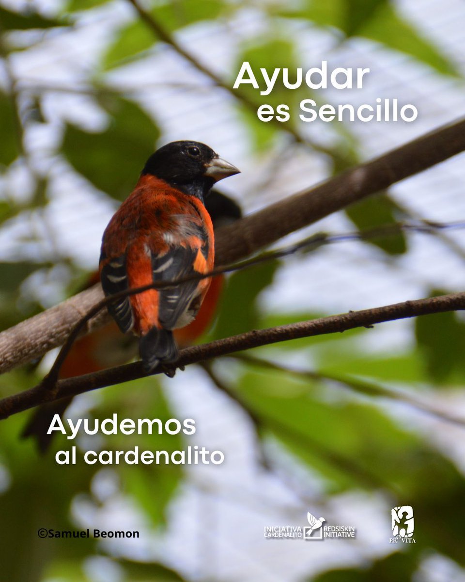 ¡Provita A.C. y EPA se unen por el cardenalito!🤝

Nosotros, Provita, y EPA <a href="/ferreteriaEPAVE/">FerreteriaEPAVE</a>, hemos unido fuerzas. 💪

Formamos una alianza para recaudar fondos que permitan apoyar al Centro de Conservación del Cardenalito en Venezuela, donde nos encargamos de la recuperación de