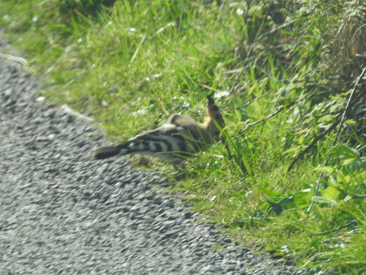 Mary Cadogan (@marycadogan1) on Twitter photo 2 Hoopoe around the lake -Cape Clear today. <a href="/BirdWatchIE/">BirdWatch Ireland</a> <a href="/CCBOIE/">Cape Clear Bird Obs</a> <a href="/oliver_geoff/">Geoff Oliver</a> <a href="/SamBayley2/">Sam Bayley</a> <a href="/tulkkina/">PalomaB</a> . #Migration 2 Hoopoe around the lake -Cape Clear today. <a href="/BirdWatchIE/">BirdWatch Ireland</a> <a href="/CCBOIE/">Cape Clear Bird Obs</a> <a href="/oliver_geoff/">Geoff Oliver</a> <a href="/SamBayley2/">Sam Bayley</a> <a href="/tulkkina/">PalomaB</a> . #Migration